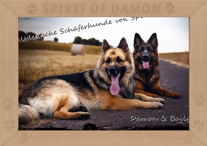 01-altdeutsche-scharferhunde-spirit-of-damon.jpg