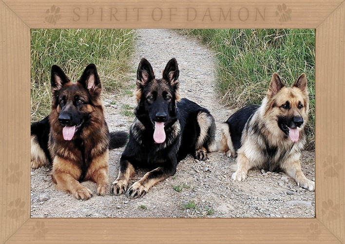 02-altdeutsche-scharferhunde-spirit-of-damon.jpg