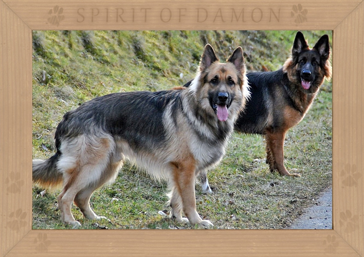 08-altdeutsche-scharferhunde-spirit-of-damon.jpg
